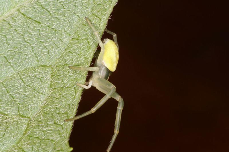 Misumena_vatia_D4853_Z_88_Les Gris_Frankrijk.jpg